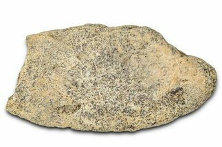 Dinosaur (Triceratops) Frill Shield Section - Montana #348030