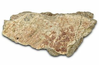 Dinosaur (Triceratops) Frill Shield Section - Montana #348033