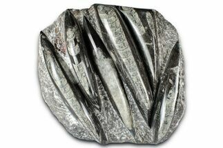 Polished Fossil Orthoceras (Cephalopod) Plate - Morocco #348446