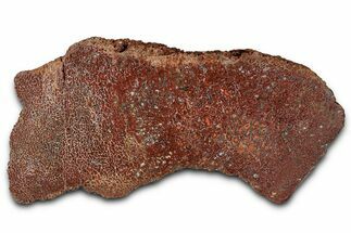 Polished Dinosaur Bone (Gembone) Section - New Mexico #348852