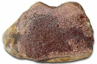 Polished Dinosaur Bone (Gembone) Section - New Mexico #348856