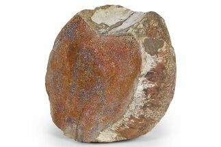 Polished Dinosaur Vertebra Section (Gembone) - New Mexico #348865