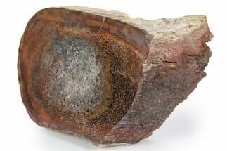 Polished Sauropod Limb Bone (Gembone) Section - New Mexico #348866