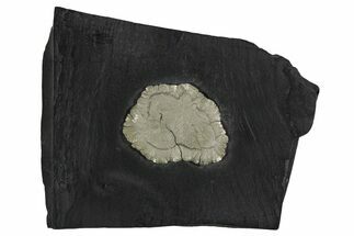 Pyrite Sun on Slate - Sparta, Illinois #348931