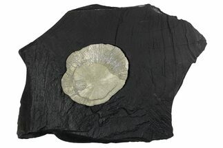 Pyrite Sun on Slate - Sparta, Illinois #348942
