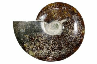 Polished Fossil Ammonite (Cleoniceras) - Madagascar #349169