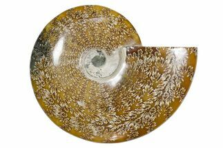 Polished Fossil Ammonite (Cleoniceras) - Madagascar #349171