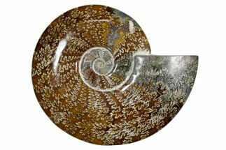 Polished Fossil Ammonite (Cleoniceras) - Madagascar #349186