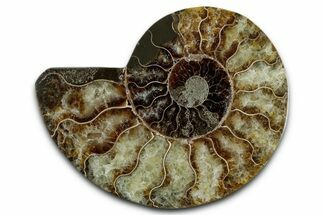 Cut & Polished Ammonite Fossil (Half) - Madagascar #349058