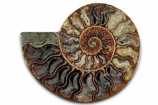 Cut & Polished Ammonite Fossil (Half) - Madagascar #349071