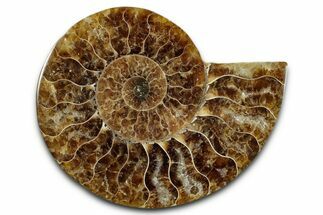 Cut & Polished Ammonite Fossil (Half) - Madagascar #349079