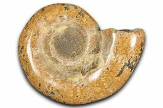 Jurassic Ammonite (Hemilytoceras) Fossil - Madagascar #349144