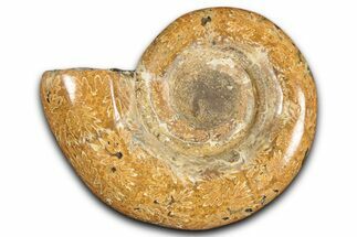 Jurassic Ammonite (Hemilytoceras) Fossil - Madagascar #349144