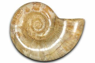 Jurassic Ammonite (Hemilytoceras) Fossil - Madagascar #349148