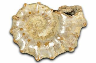 Jurassic Ammonite (Euaspidoceras) Fossil - Madagascar #349163