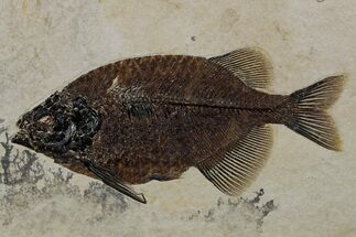 Spectacularly Detailed Fish Fossil (Phareodus) - Wyoming #349230