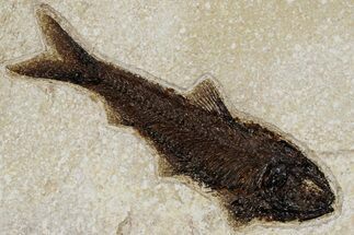 Detailed Fossil Fish (Knightia) - Huge For Species #349233