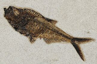 Detailed Fossil Fish (Diplomystus) - Wyoming #349234