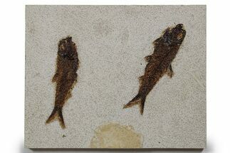 Two Detailed Fossil Fish (Knightia) - Wyoming #349236