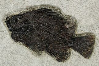 Detailed Fossil Fish (Cockerellites) - Wyoming #349240
