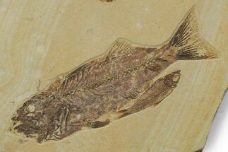 Mioplosus Fossil Fish With Diplomystus & Knightia - Wyoming #349228