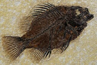 Detailed Fossil Fish (Cockerellites) - Wyoming #349254