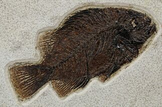 Detailed Fossil Fish (Cockerellites) - Wyoming #349264
