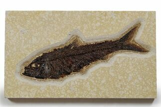 Detailed Fossil Fish (Knightia) - Huge For Species #349267