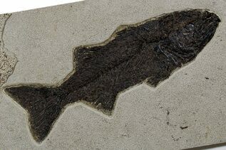 Fish Fossils For Sale