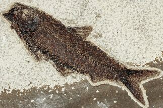 Detailed Fossil Fish (Knightia) - Wyoming #349215