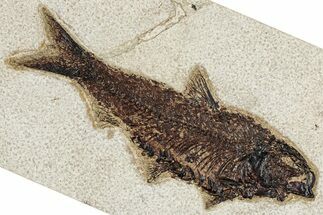 Detailed Fossil Fish (Knightia) - Wyoming #349217