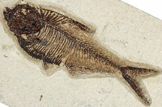 Detailed Fossil Fish (Diplomystus) - Wyoming #349273