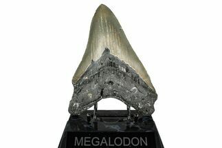 Serrated, Fossil Megalodon Tooth - North Carolina #349325