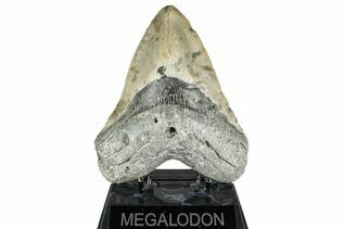 Fossil Shark Teeth For Sale