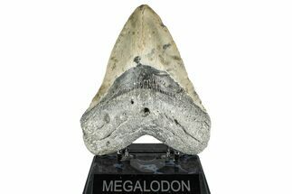 Fossil Megalodon Tooth - North Carolina #349357