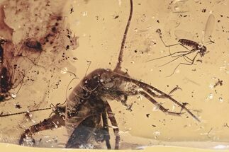 Fossil Spiders, Millipede, Cricket, Barklouse and More in Amber #349417