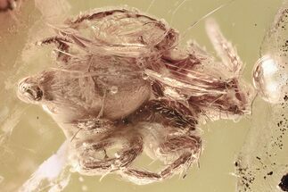 Hairy Fossil Spider (Araneae) In Baltic Amber #349439