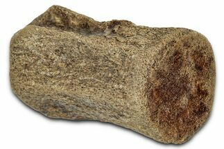 Fossil Dinosaur (Thescelosaurus) Caudal Vertebra - Montana #114535