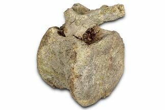 Hadrosaur (Edmontosaurus) Caudal Vertebra - Wyoming #349467
