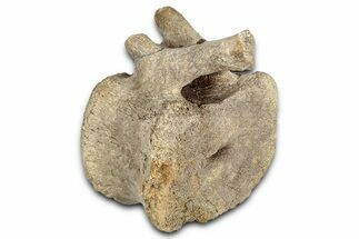 Hadrosaur (Edmontosaurus) Caudal Vertebra - Wyoming #349469