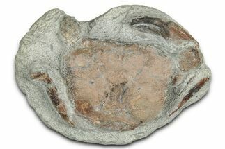 Oligocene Fossil Crab (Branchioplax) - Washington State #349480