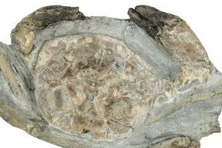 Oligocene Fossil Crab (Branchioplax) - Washington State #349488