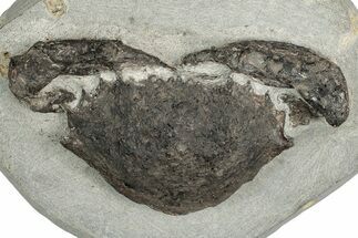 Eocene Fossil Crab (Meandercampus) - Washington State #349494