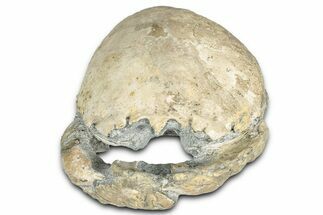 Rare, Oligocene Fossil Raninid Crab - Washington State #349499