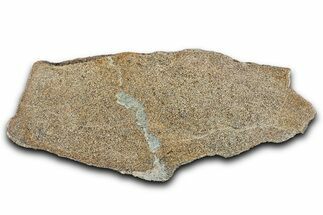 Polished Dinosaur Bone (Gembone) Slab - Morocco #349638
