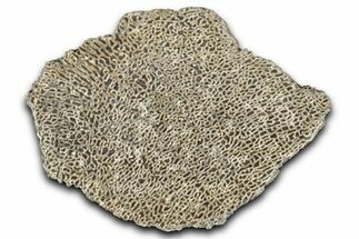 Polished Dinosaur Bone (Gembone) Slab - Morocco #349643