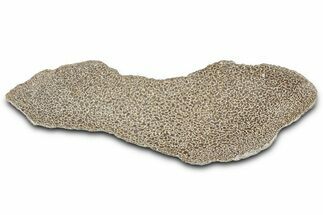 Polished Dinosaur Bone (Gembone) Section - Morocco #349665
