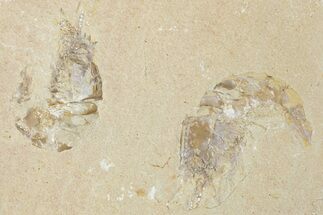 Two Cretaceous Fossil Shrimp - Lebanon #349676