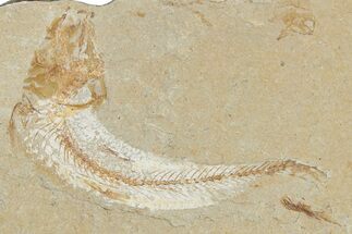 Cretaceous Fossil Fish - Lebanon #349688
