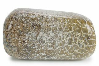 Polished Dinosaur Bone (Gembone) - Morocco #349578